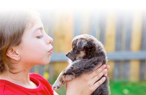 What is the best puppy formula? What is the best puppy formula?