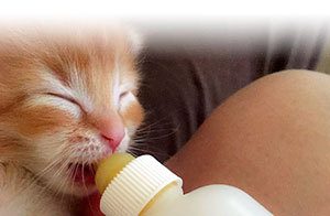 What’s the biggest health concern for kittens? What’s the biggest health concern for kittens?