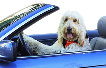 Dog Driving Dog Driving
