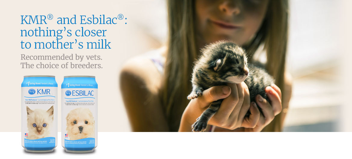Girl holding a baby kitten, featured products KMR® and Esbilac® Girl holding a baby kitten, featured products KMR® and Esbilac®