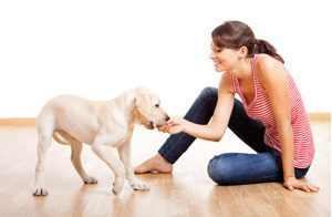 Where can I buy Pet-Ag products? Where can I buy Pet-Ag products?